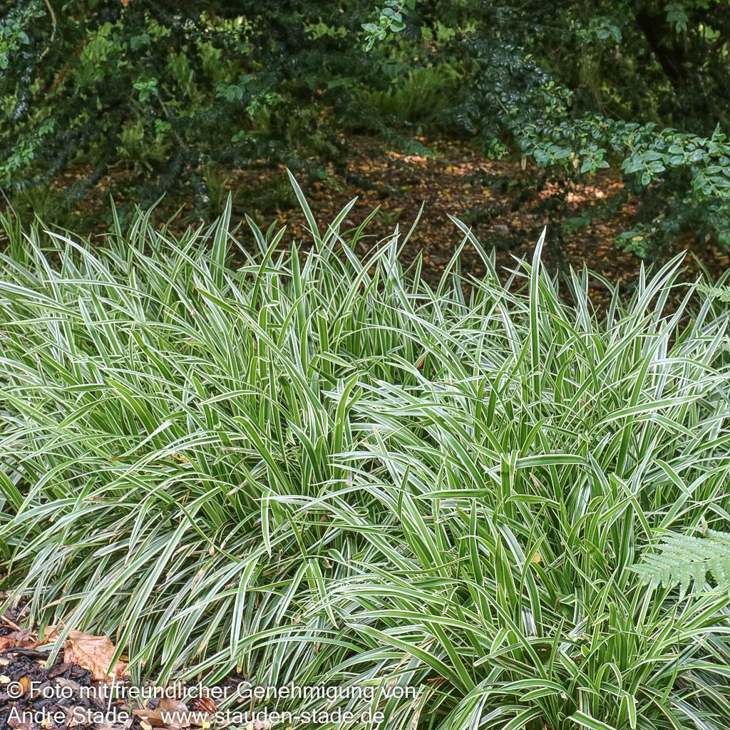 Weißrandige Teppich-Segge 'Icedance' (Carex foliosissima)