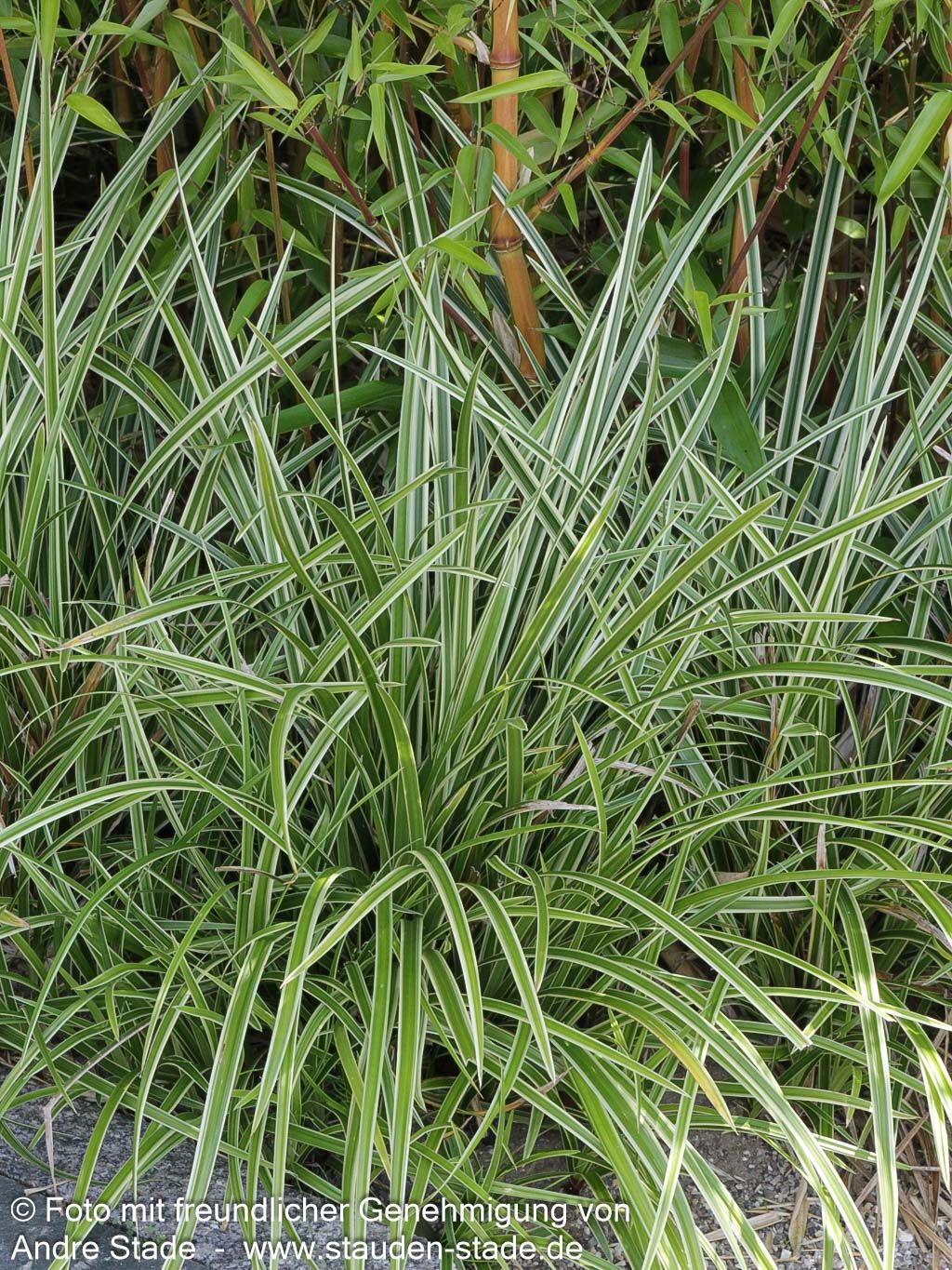Weißrandige Teppich-Segge 'Icedance' (Carex foliosissima)