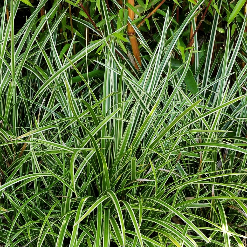 Weißrandige Teppich-Segge 'Icedance' (Carex foliosissima)