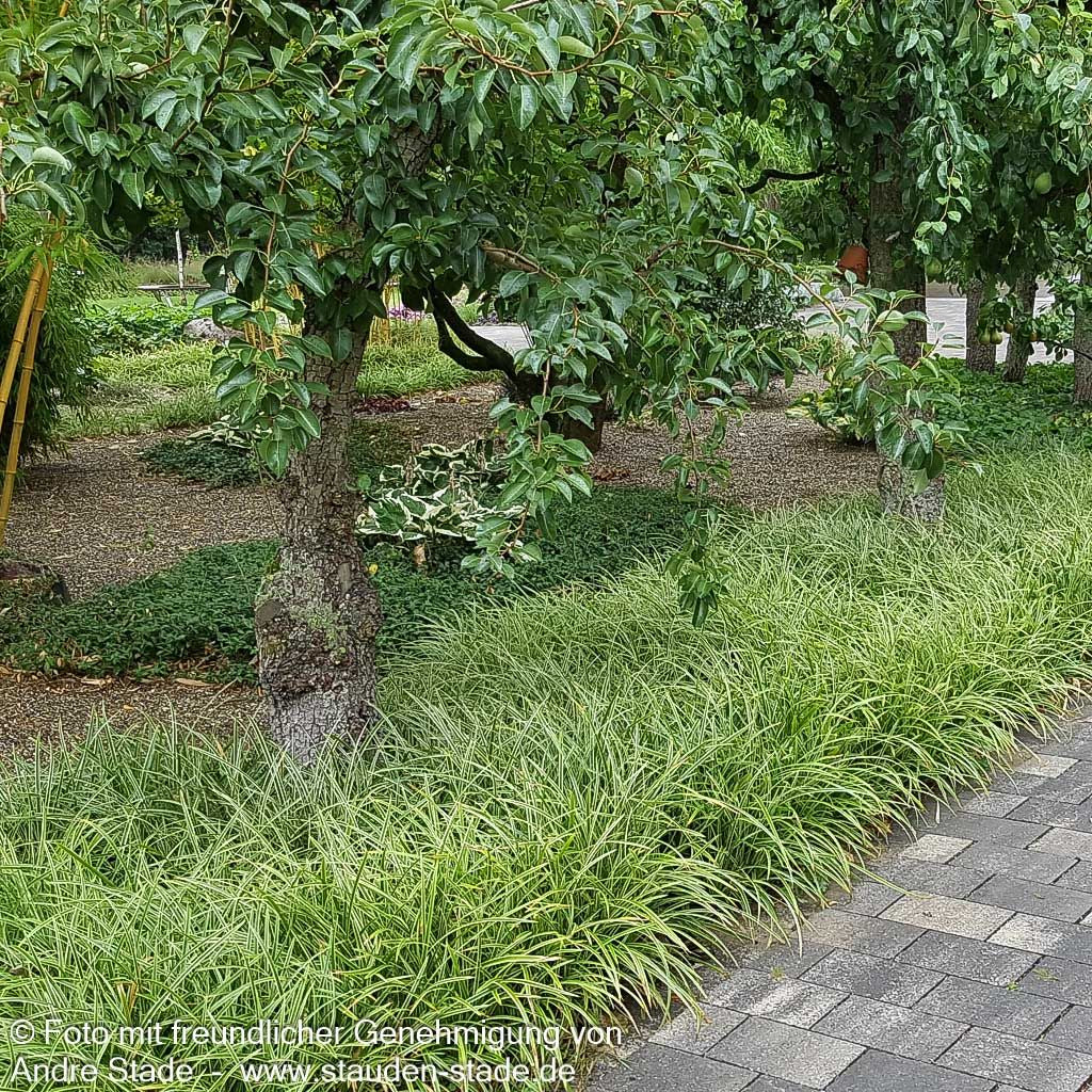Weißrandige Teppich-Segge 'Icedance' (Carex foliosissima)