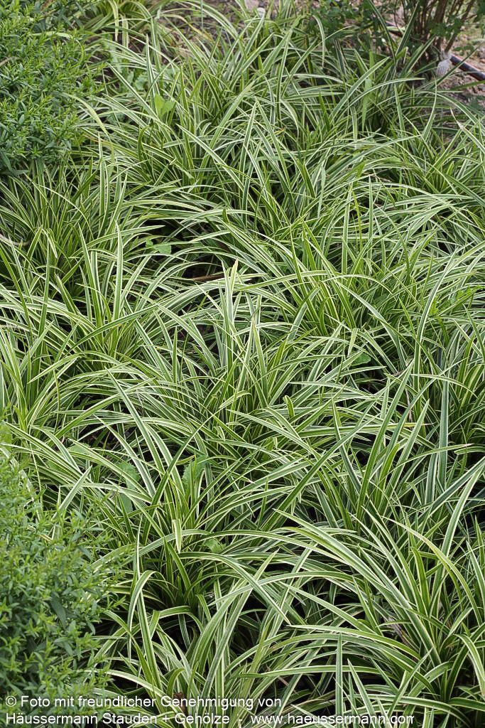 Weißrandige Teppich-Segge 'Icedance' (Carex foliosissima)