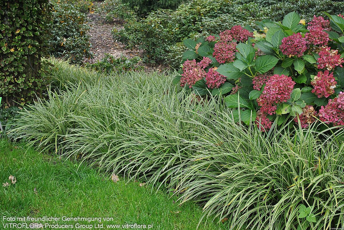 Weißrandige Teppich-Segge 'Icedance' (Carex foliosissima)