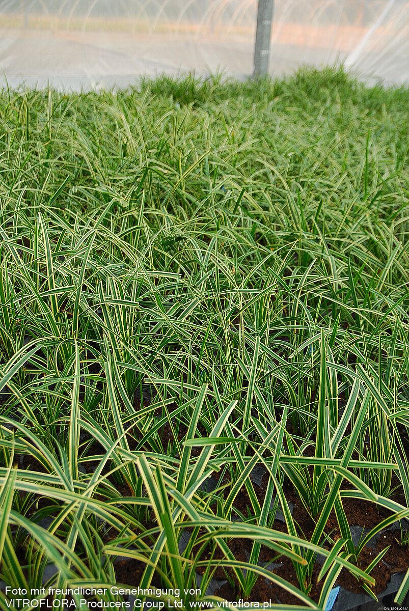 Weißrandige Teppich-Segge 'Icedance' (Carex foliosissima)