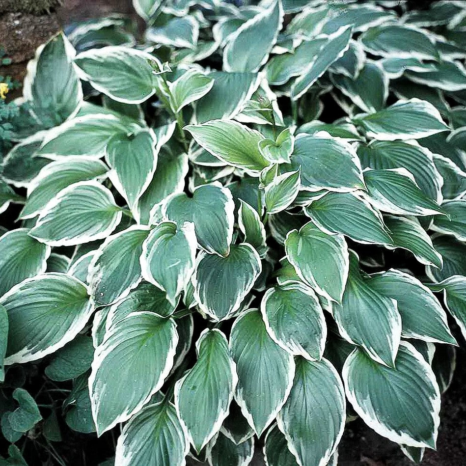Weißrandige Wellblatt-Funkie 'Albomarginata' (Hosta undulata)