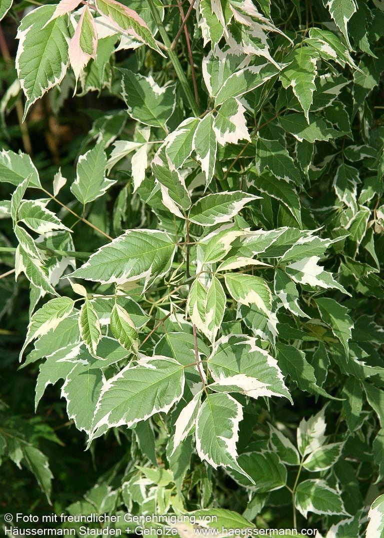 Weißrandiger Eschen-Ahorn 'Flamingo' (Acer negundo)