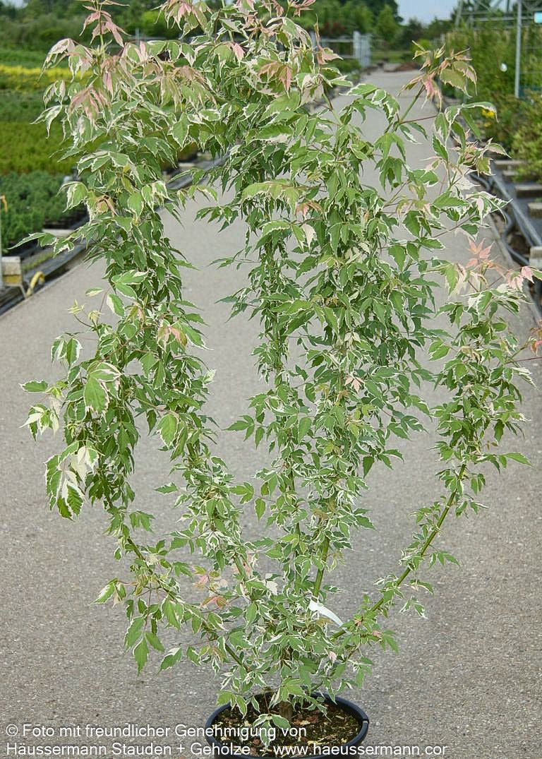 Weißrandiger Eschen-Ahorn 'Flamingo' (Acer negundo)