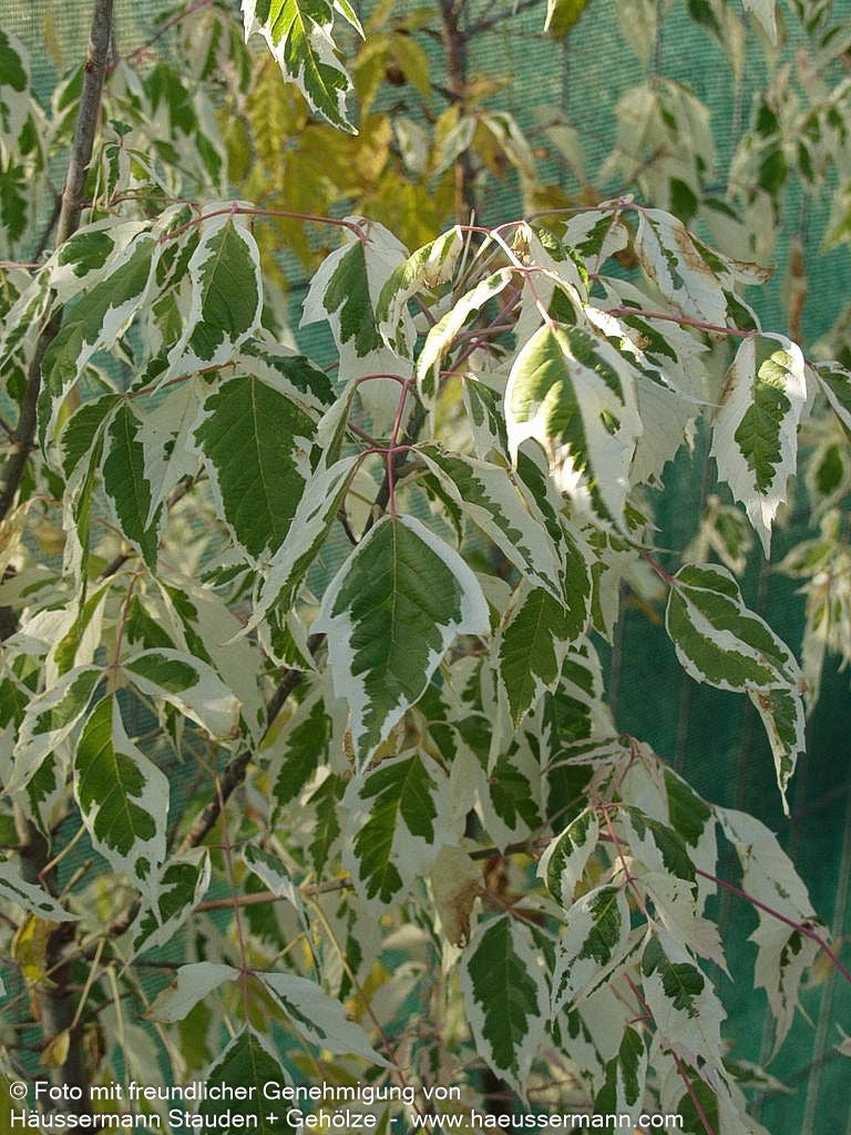 Weißrandiger Eschen-Ahorn 'Flamingo' (Acer negundo)