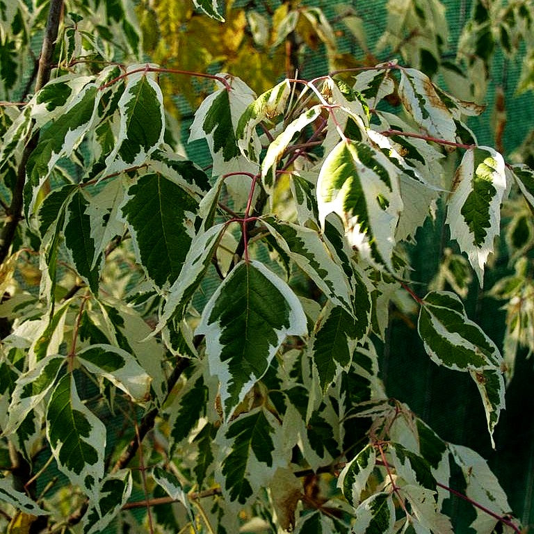Weißrandiger Eschen-Ahorn 'Flamingo' (Acer negundo)