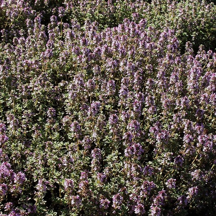 Weißrandiger Zitronen-Thymian 'Silver Queen' (Thymus x citriodorus)