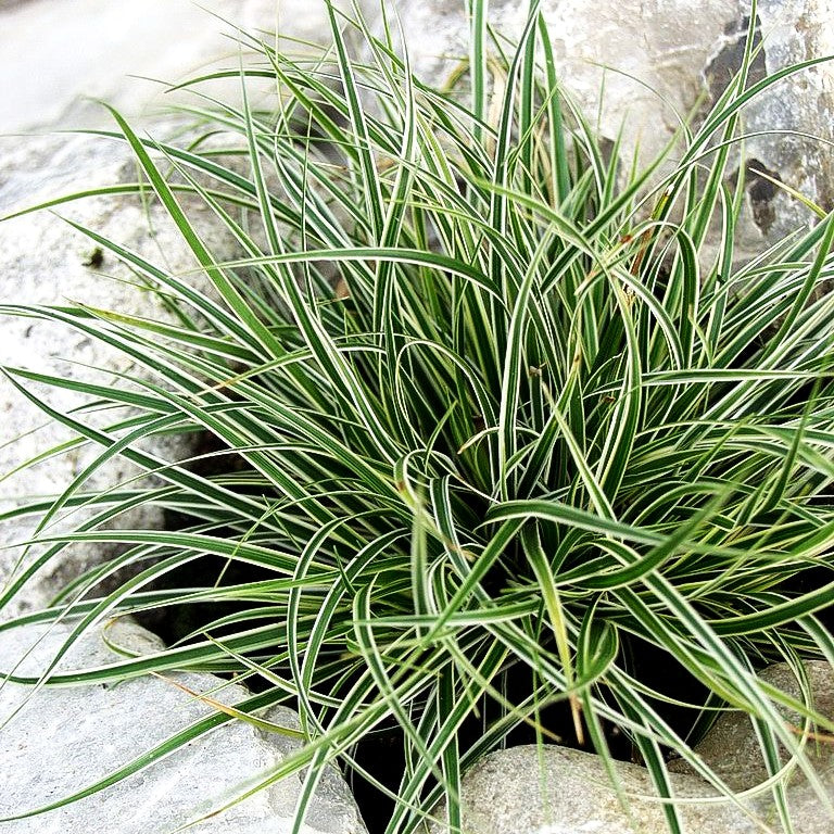 Weißrandrige Zwerg-Segge 'Snowline' (Carex conica)
