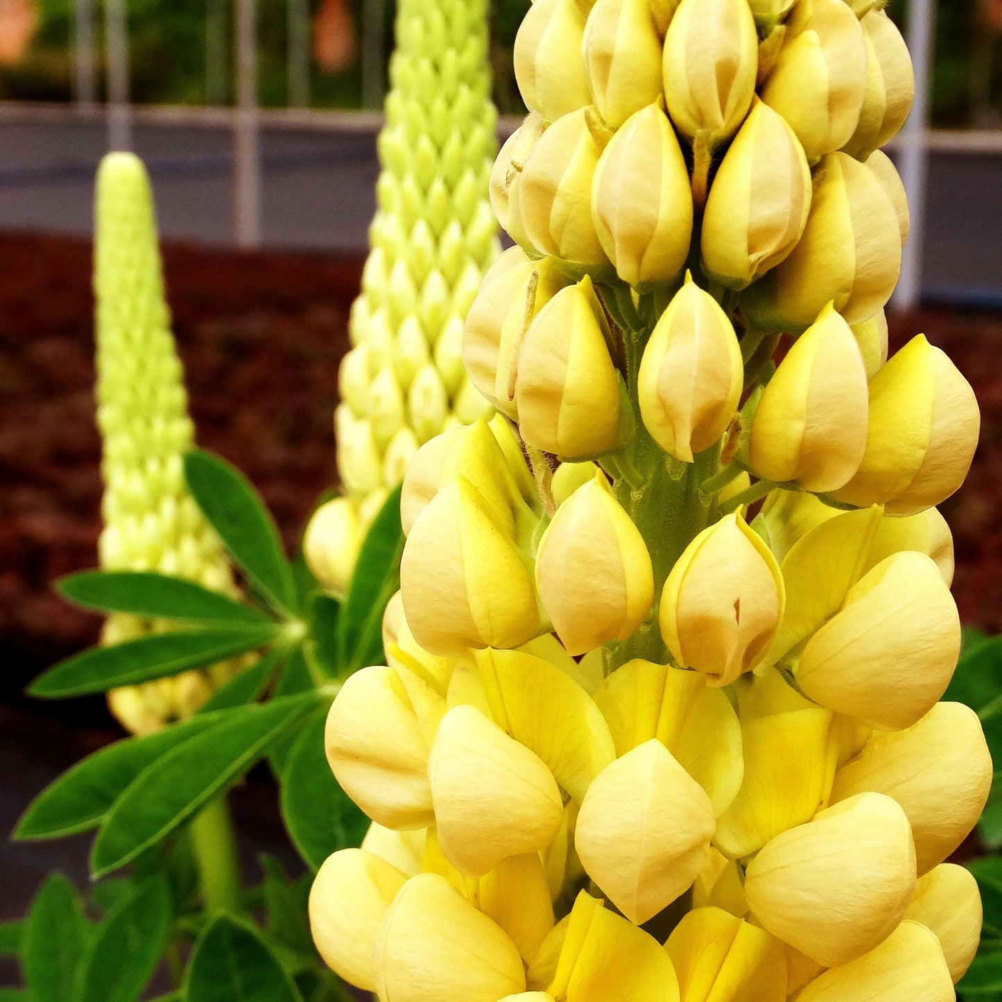 Westcountry Lupine gelb 'Desert Sun' (Lupinus polyph.WC)