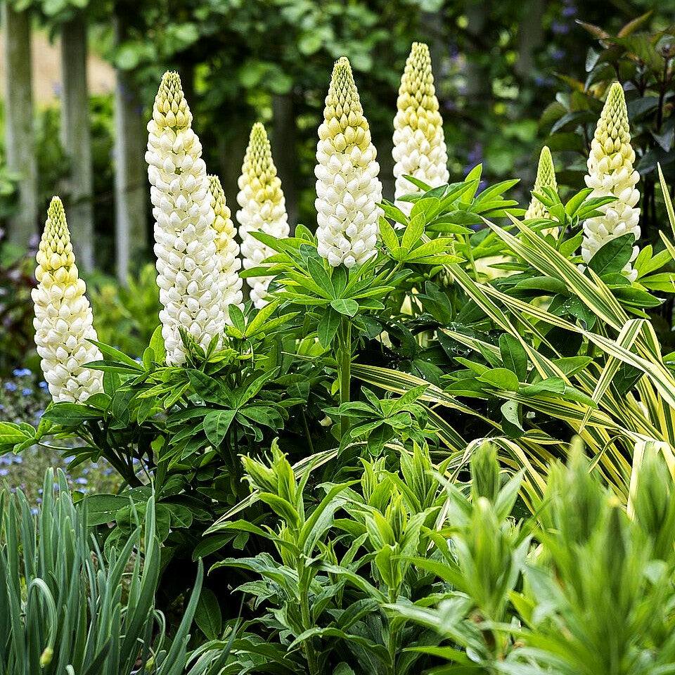 Westcountry Lupine 'Polar Princess' (Lupinus polyph.WC)