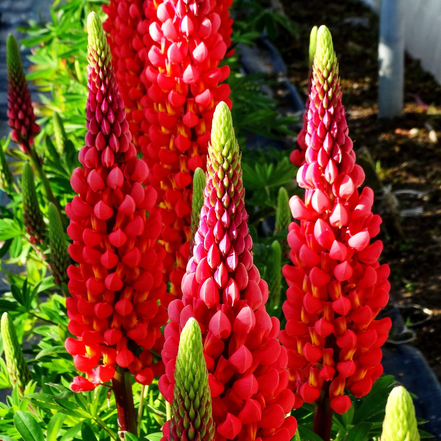 Westcountry Lupine rot 'Towering Inferno' (Lupinus polyph.WC)