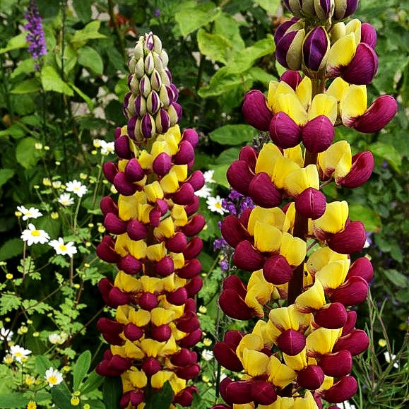 Westcountry Lupine rotgelb 'Manhattan Lights' (Lupinus polyph.WC)