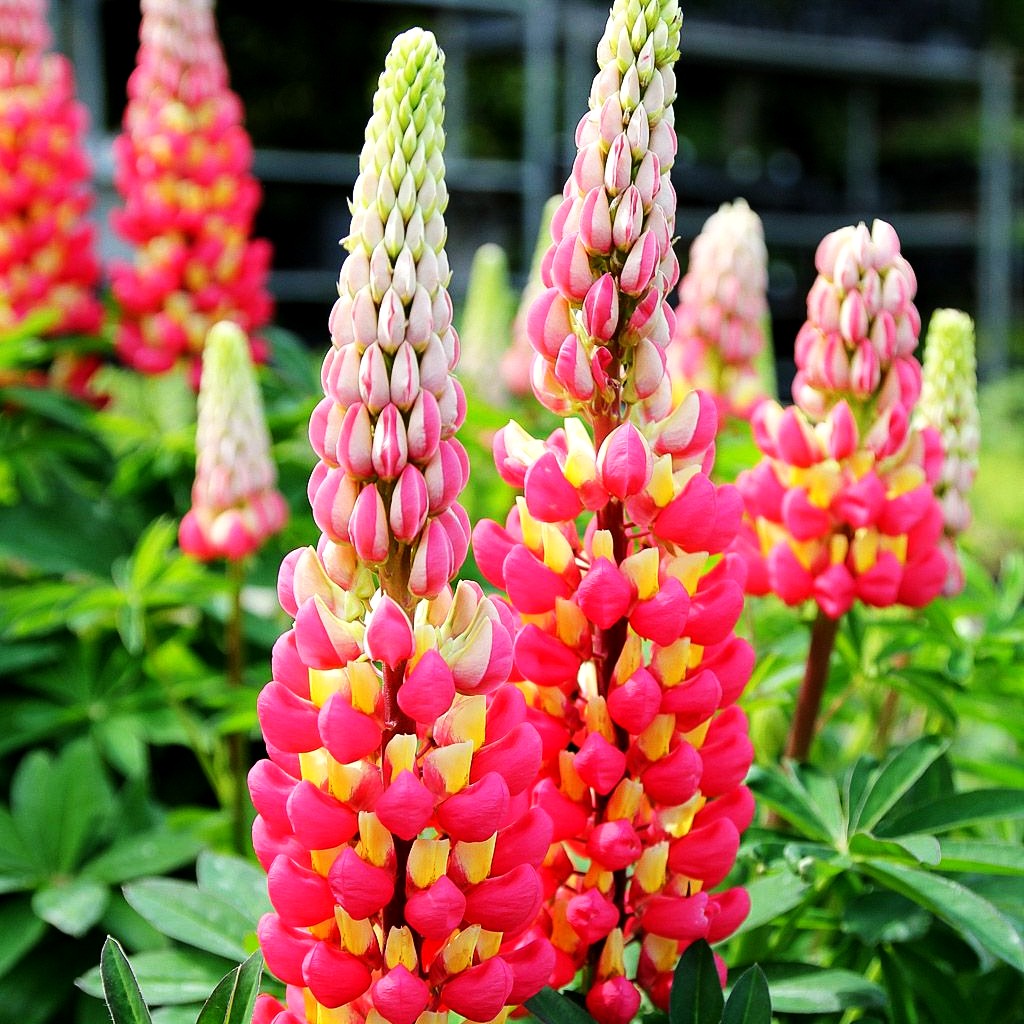 Westcountry Lupine rotgelb 'Tequila Flame' (Lupinus polyph.WC)