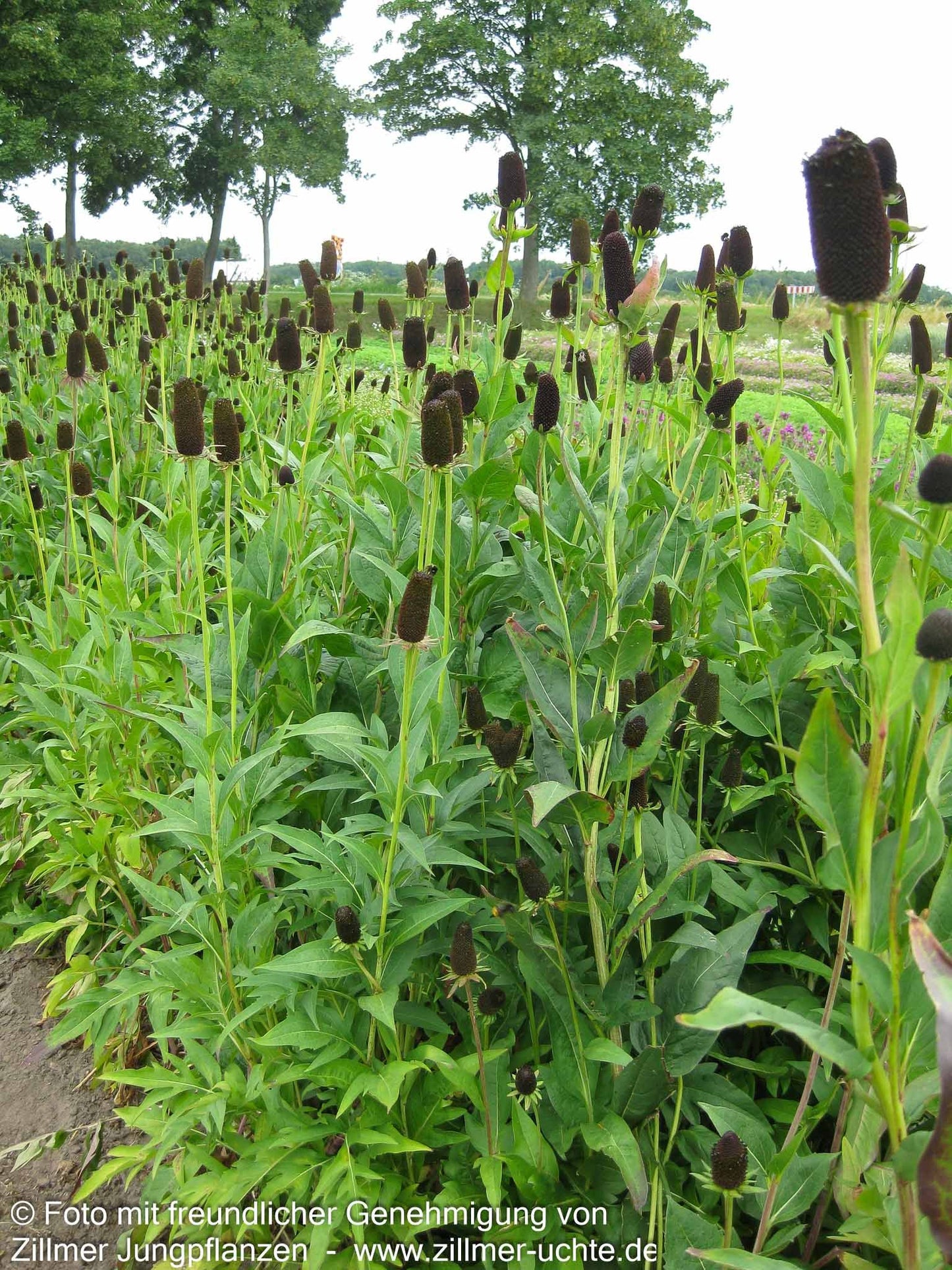 Westlicher Sonnenhut 'Green Wizard' (Rudbeckia occidentalis)