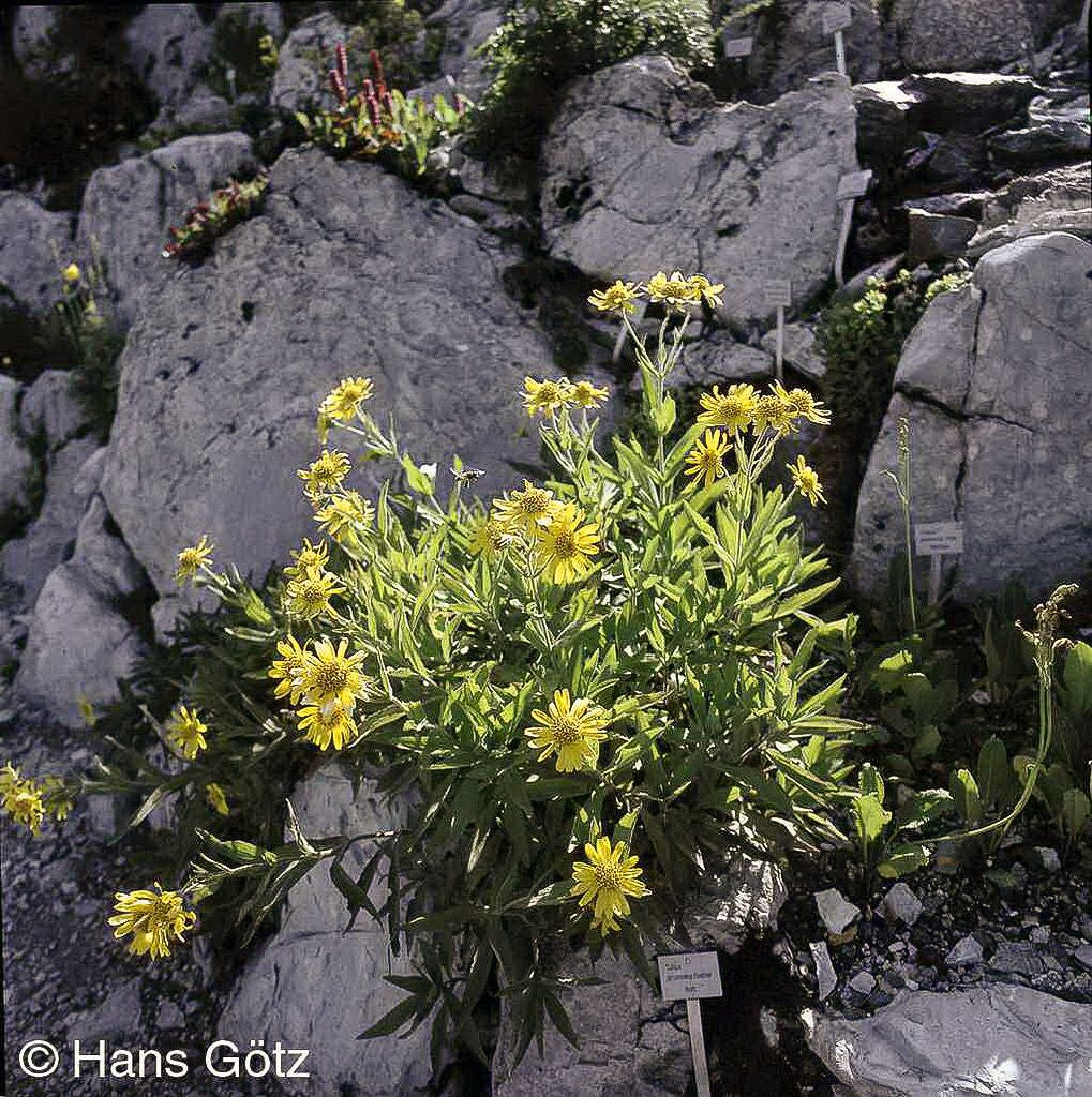 Wiesen- Arnika (Arnica chamissonis)