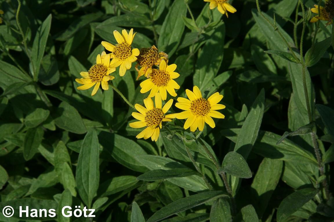 Wiesen- Arnika (Arnica chamissonis)