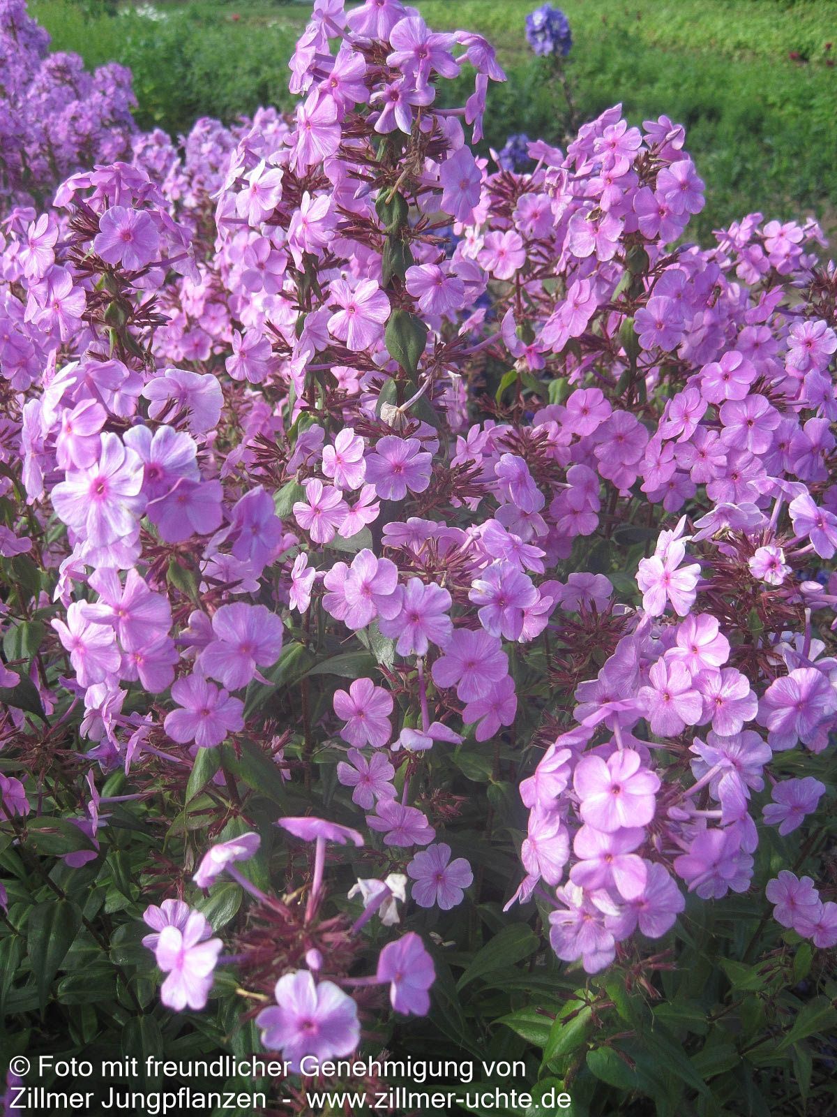Wiesen-Flammenblume 'Alpha' (Phlox maculata)