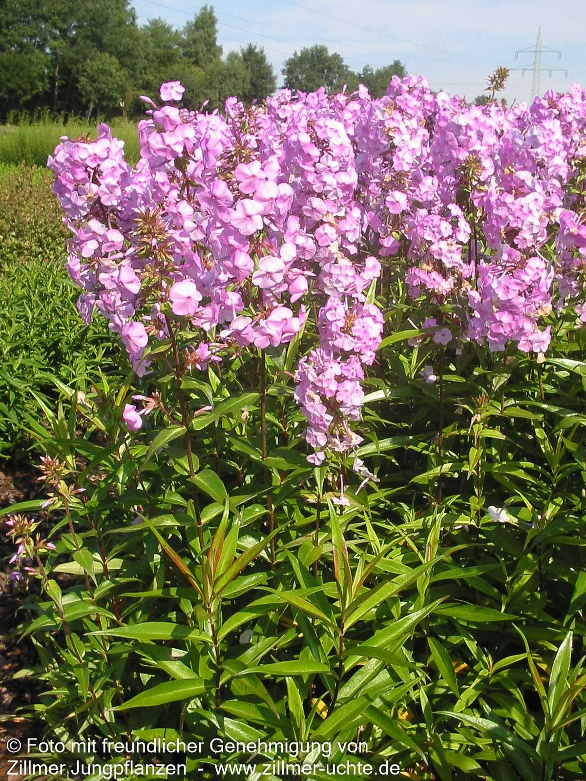 Wiesen-Flammenblume 'Alpha' (Phlox maculata)
