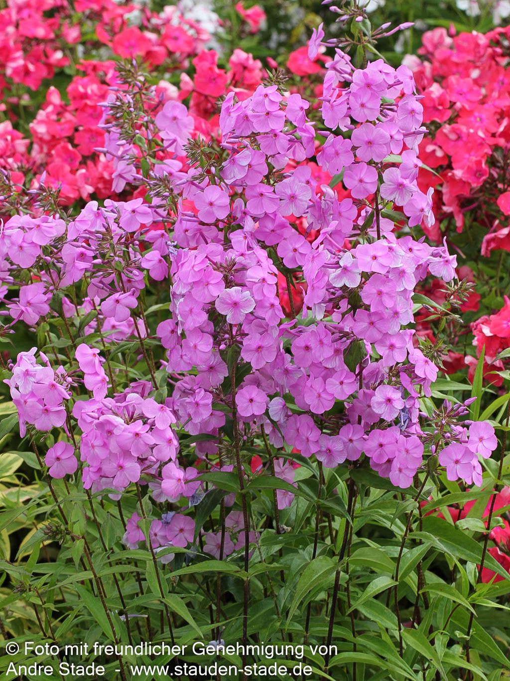 Wiesen-Flammenblume 'Alpha' (Phlox maculata)