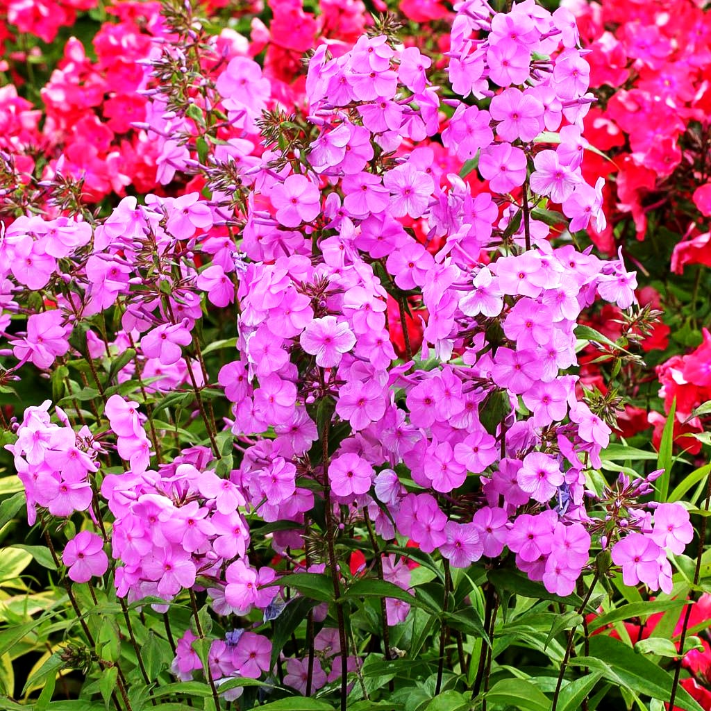 Wiesen-Flammenblume 'Alpha' (Phlox maculata)