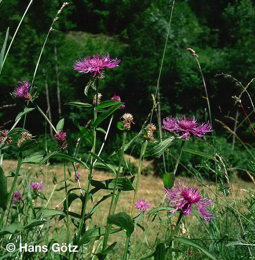 Wiesen-Flockenblume (Centaurea jacea)
