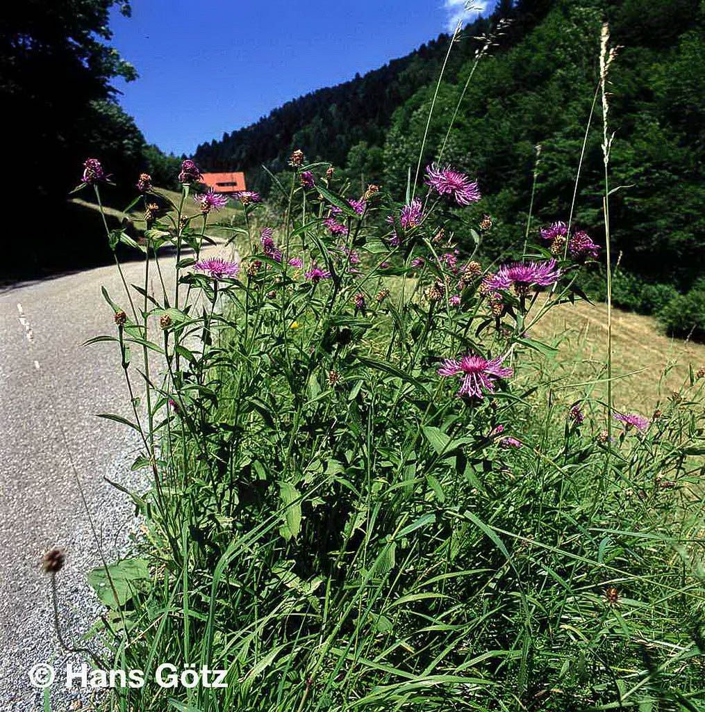 Wiesen-Flockenblume (Centaurea jacea)