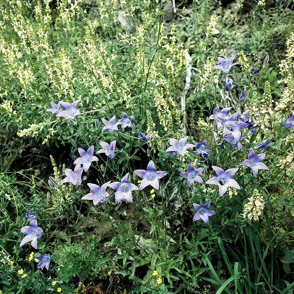 Wiesen-Glockenblume (Campanula patula)