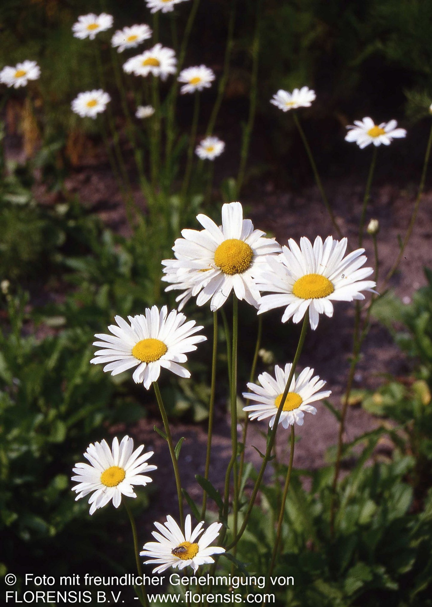 Wiesen-Margerite 'Maikönigin' (Leucanthemum vulgare)