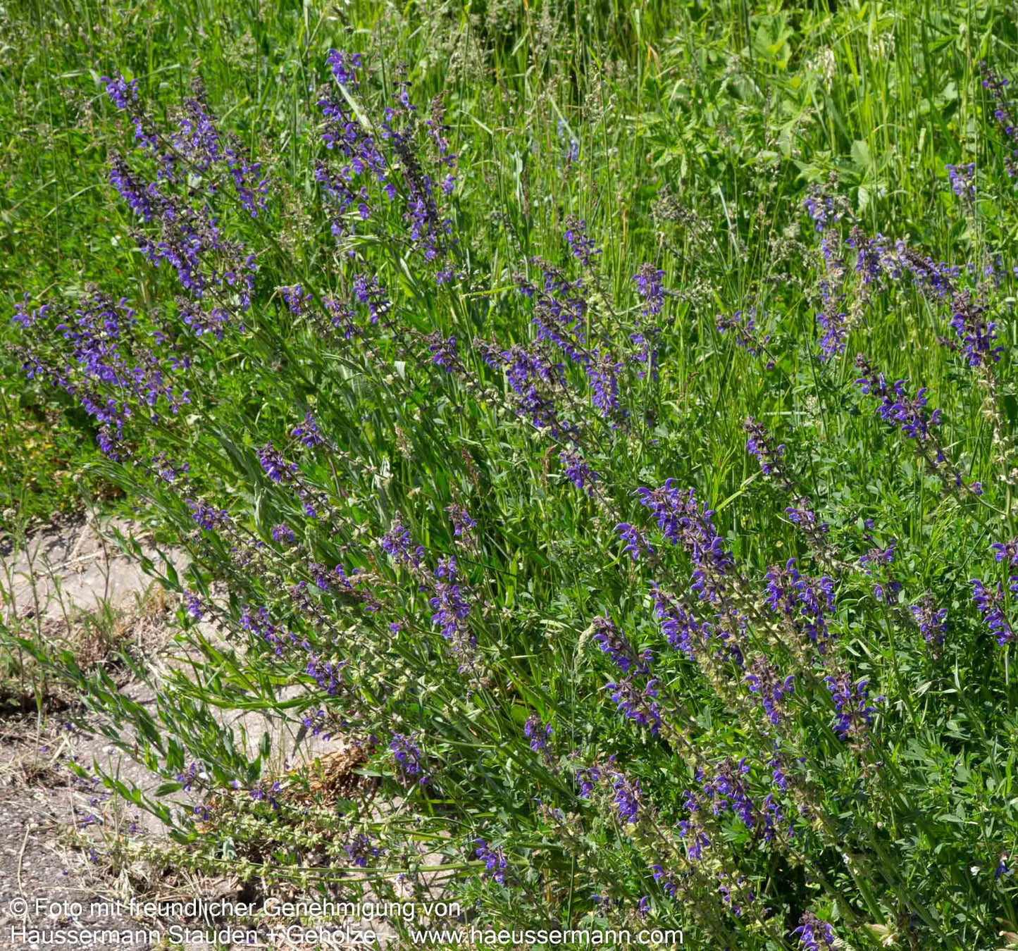 Wiesen-Salbei (Salvia pratensis)