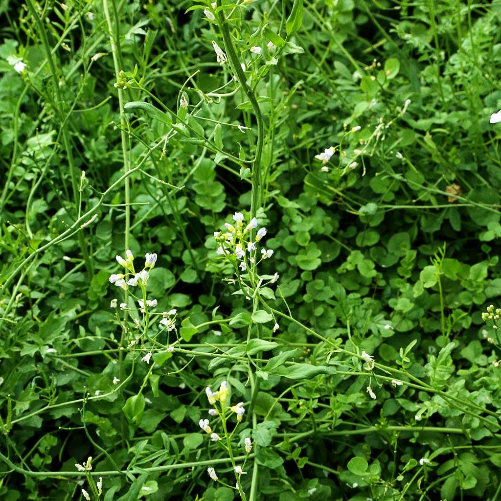 Wiesen-Schaumkraut (Cardamine pratensis)