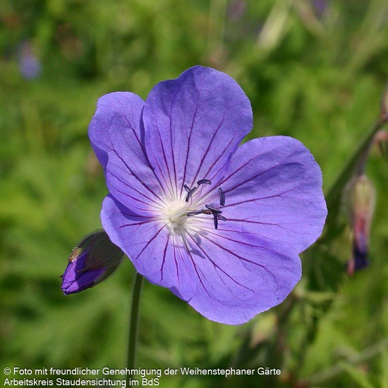 Wiesen-Storchschnabel 'Brookside' (Geranium pratense)