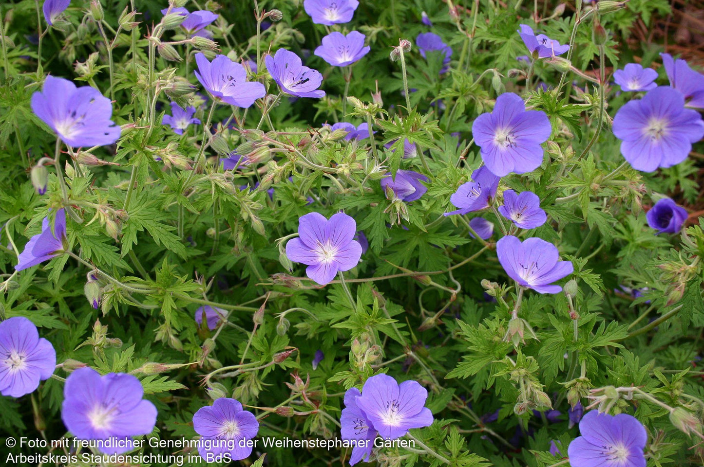 Wiesen-Storchschnabel 'Brookside' (Geranium pratense)