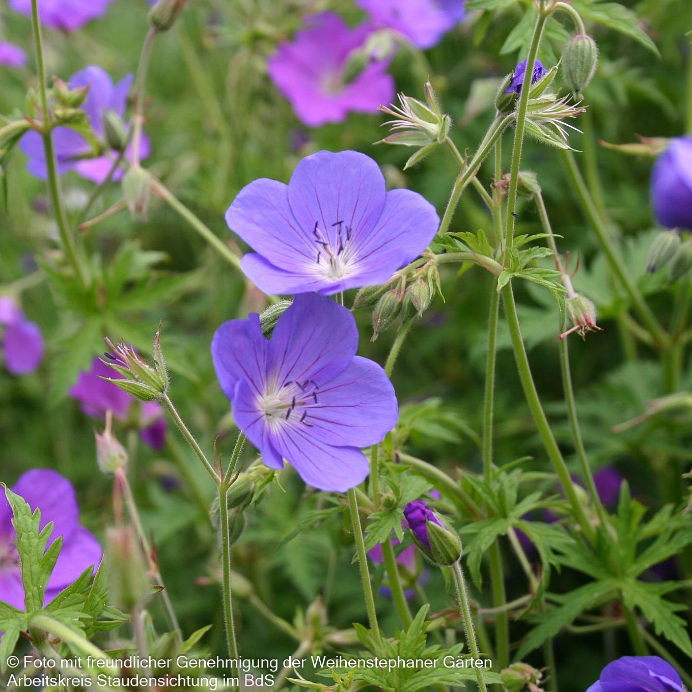 Wiesen-Storchschnabel 'Brookside' (Geranium pratense)