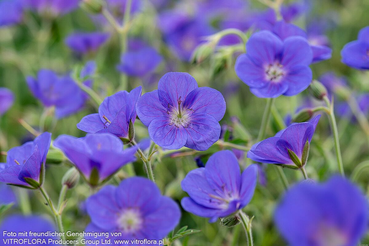 Wiesen-Storchschnabel 'Brookside' (Geranium pratense)