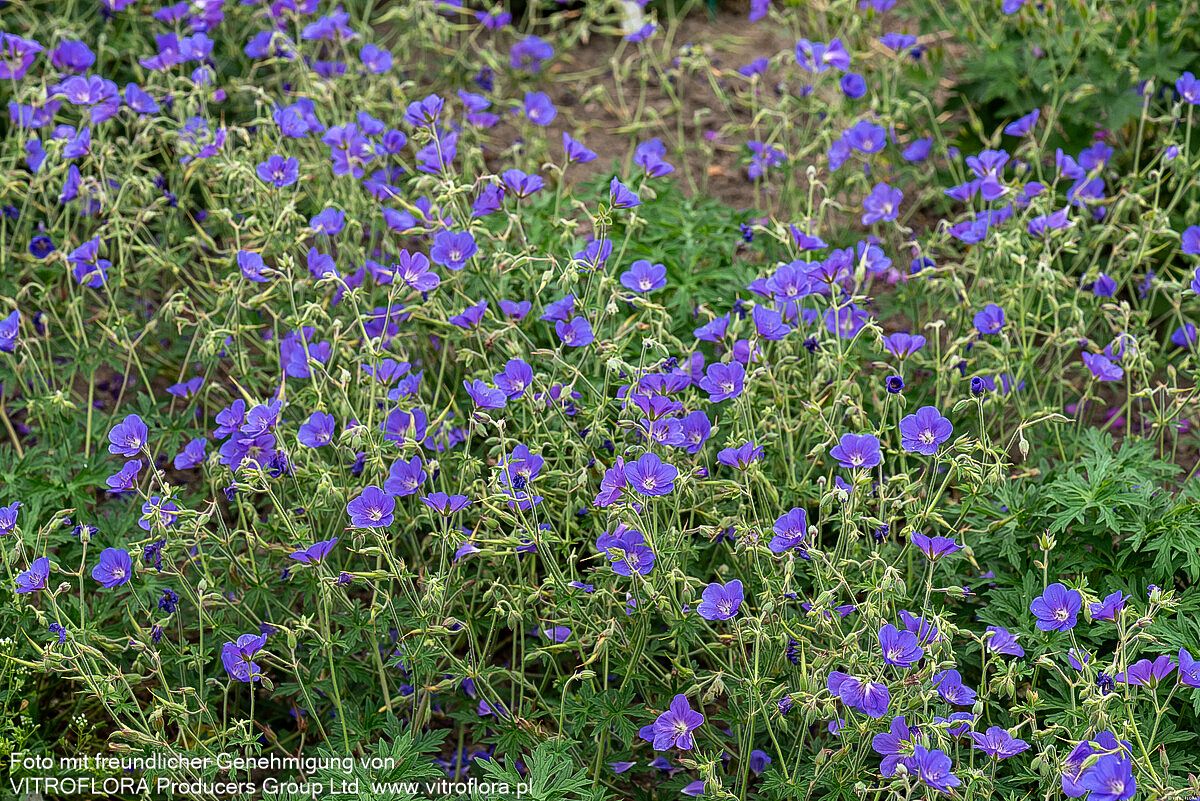 Wiesen-Storchschnabel 'Brookside' (Geranium pratense)