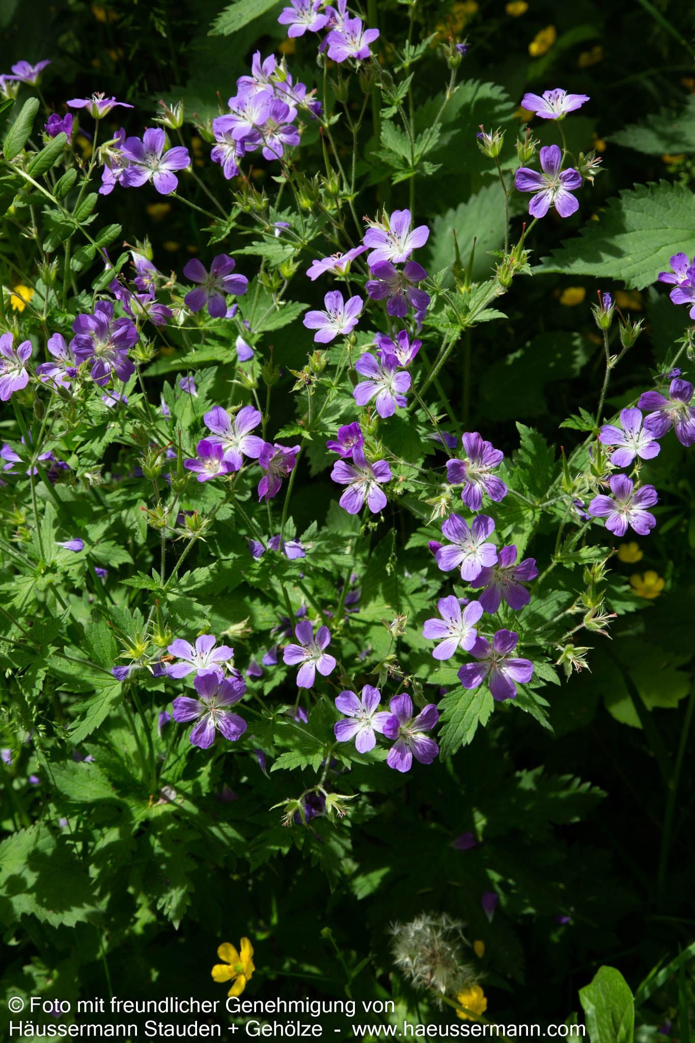 Wiesen-Storchschnabel (Geranium pratense)
