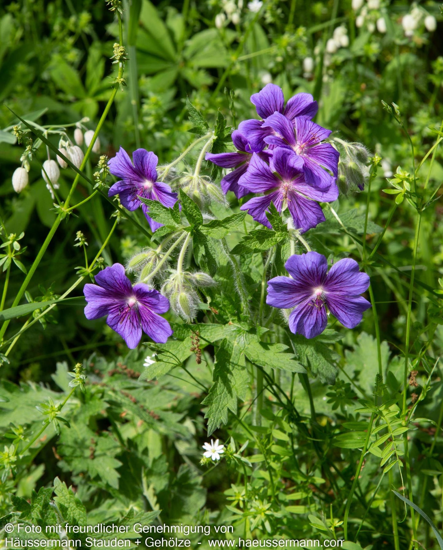 Wiesen-Storchschnabel (Geranium pratense)