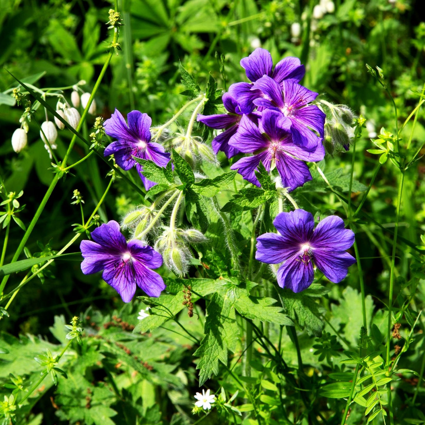 Wiesen-Storchschnabel (Geranium pratense)