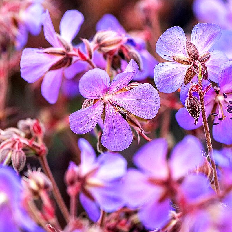 Wiesen-Storchschnabel 'Midnight Reiter' (Geranium pratense)