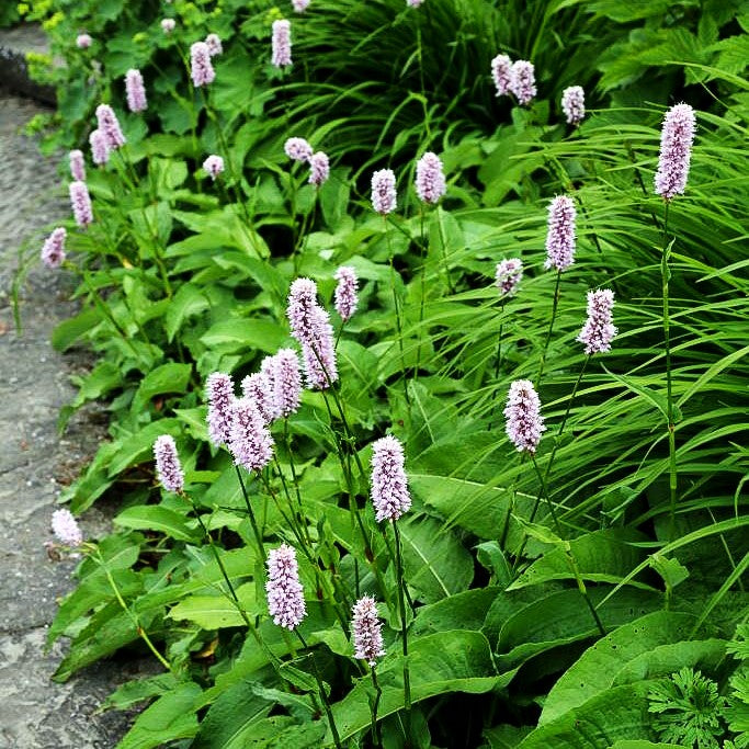 Wiesenknöterich 'Superba' (Persicaria bistorta)