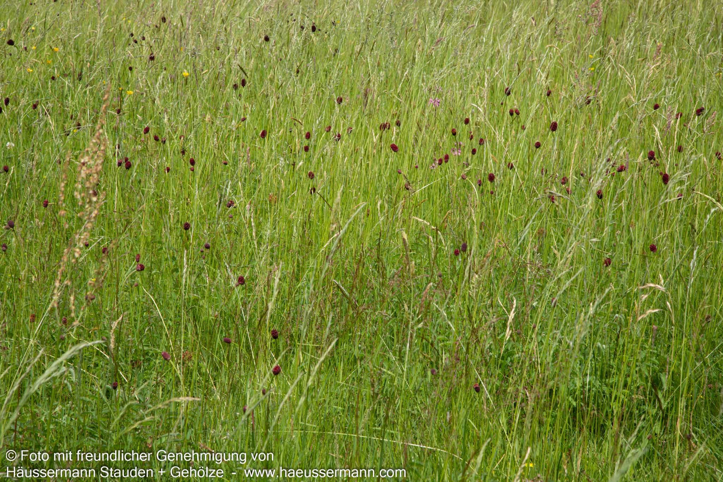 Wiesenknopf (Sanguisorba officinalis)