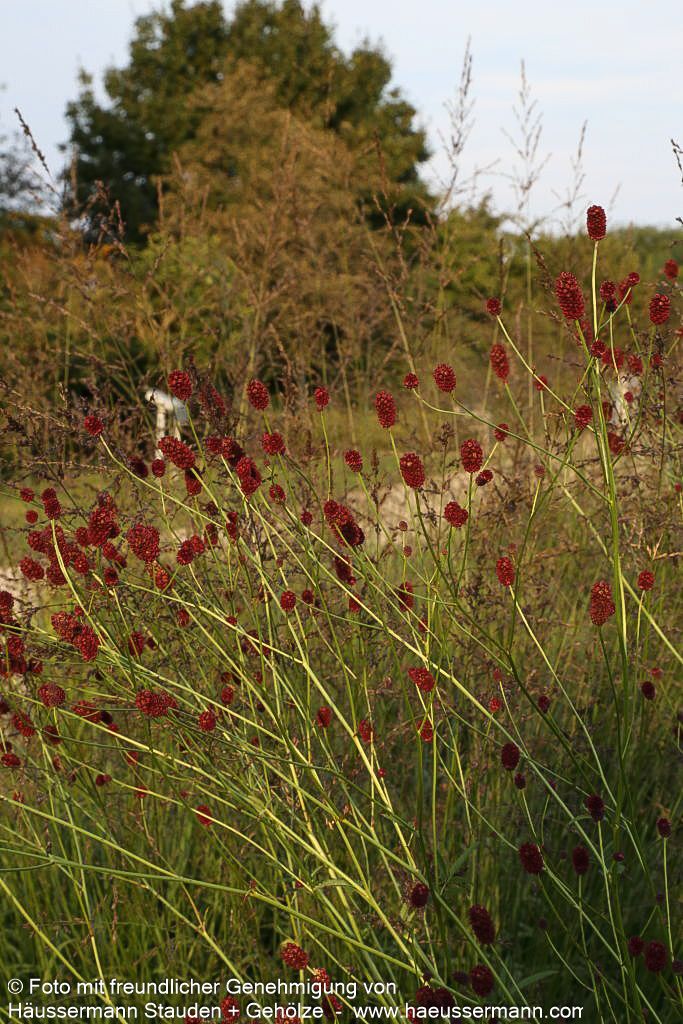 Wiesenknopf (Sanguisorba officinalis)