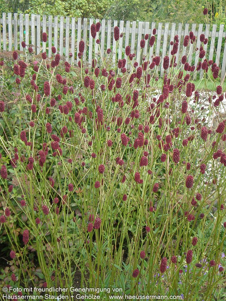 Wiesenknopf (Sanguisorba officinalis)