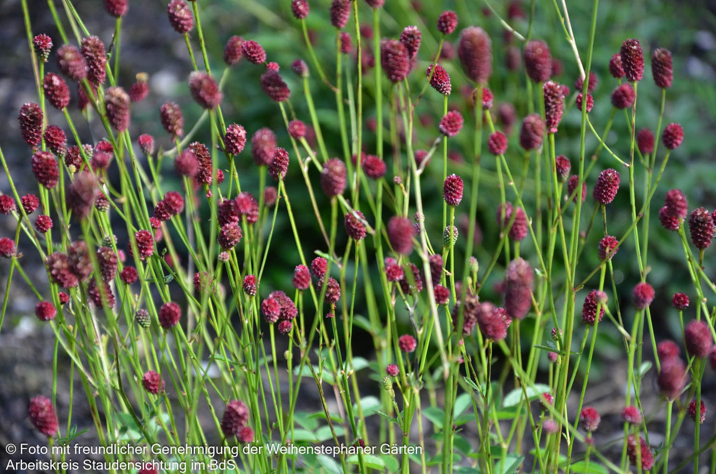 Wiesenknopf 'Tanna' (Sanguisorba officinalis)