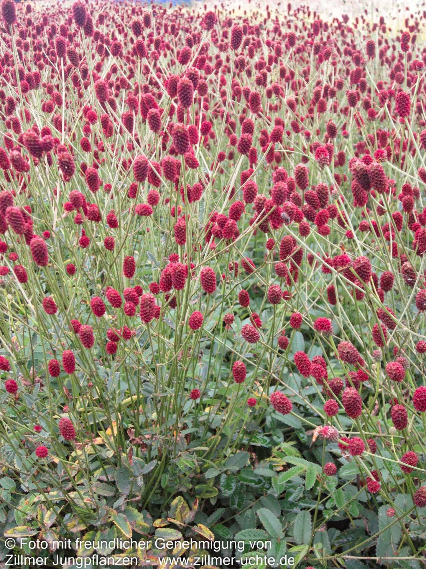 Wiesenknopf 'Tanna' (Sanguisorba officinalis)