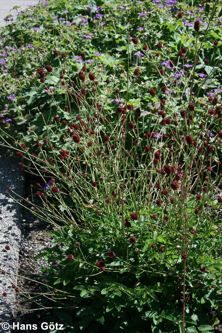 Wiesenknopf 'Tanna' (Sanguisorba officinalis)