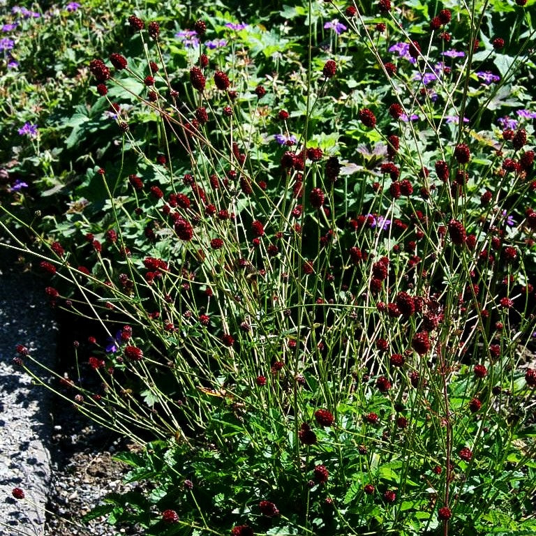 Wiesenknopf 'Tanna' (Sanguisorba officinalis)