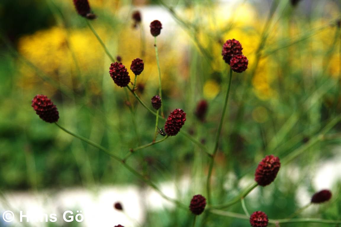 Wiesenknopf 'Tanna' (Sanguisorba officinalis)